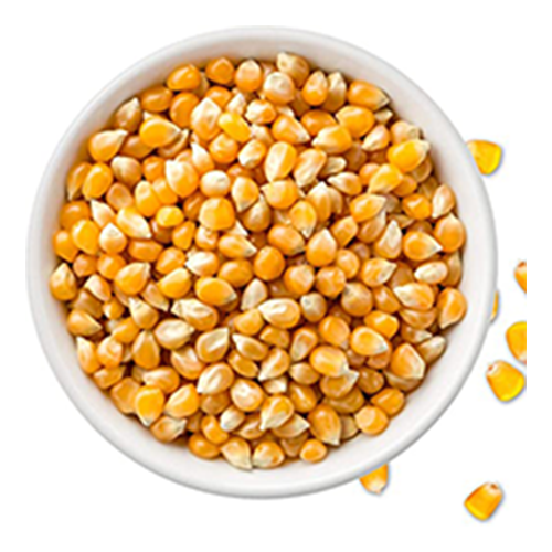 Grains-Beans-Pulses